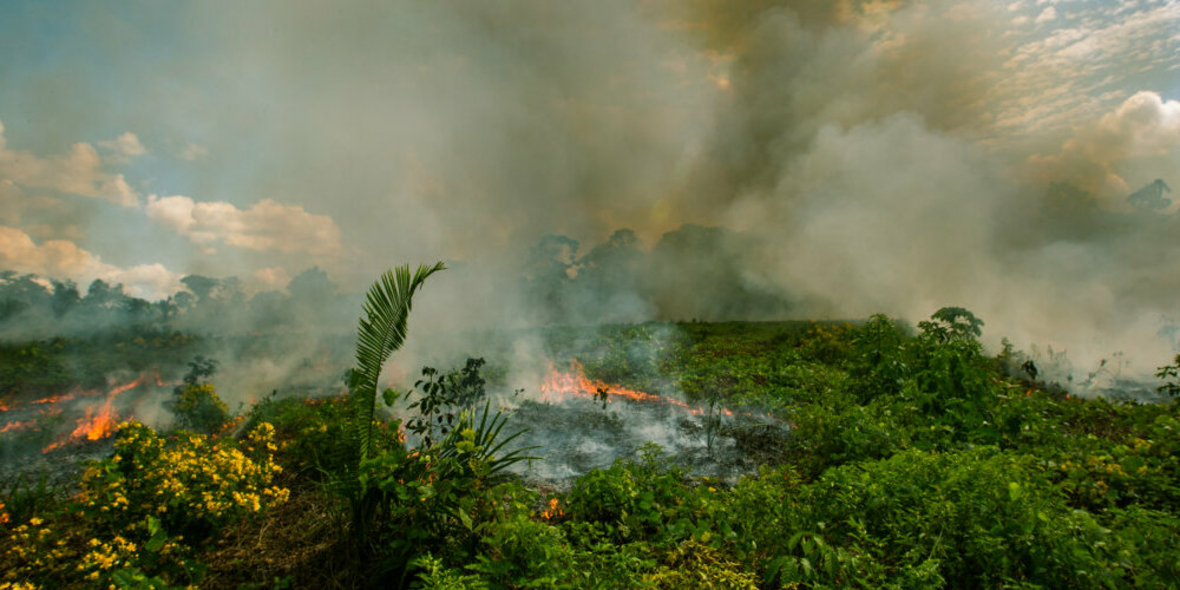 Der 360-Grad-Ansatz zum Schutz des Regenwaldes