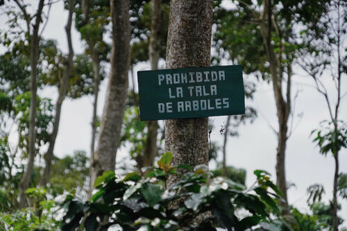 "Baumfällung verboten" steht auf dem Schild.