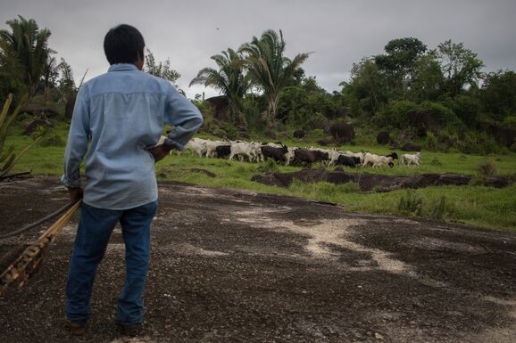  Ein indigener Mann beobachtet Rinder in der Nähe des Gebiets Uru-Eu-Wau-Wau im brasilianischen Bundesstaat Rondônia. Die Viehzucht ist einer der Haupttreiber der Entwaldung im brasilianischen Amazonasgebiet.