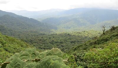 Grüne Klimabrücke für Costa Rica