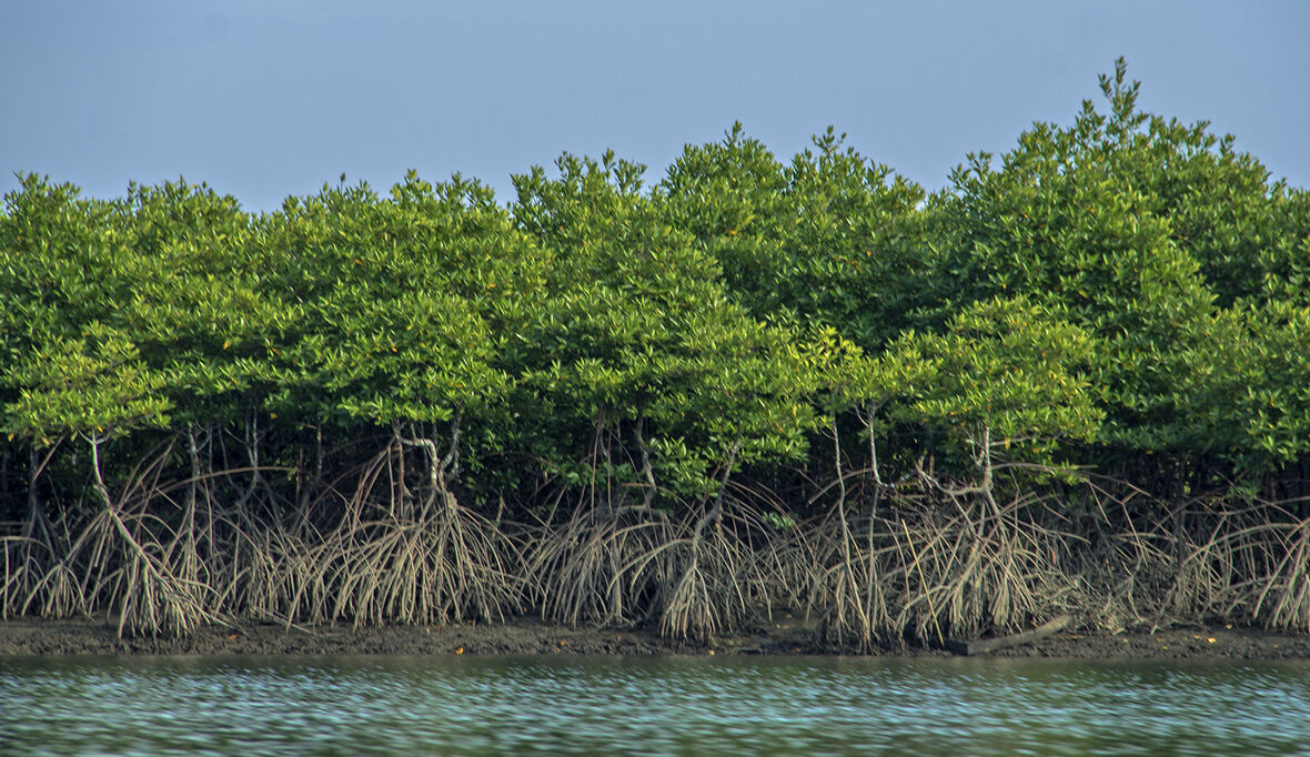 Auf zu neuen Ufern – mit Mangroven-Patenschaften gegen die Klimaerwärmung