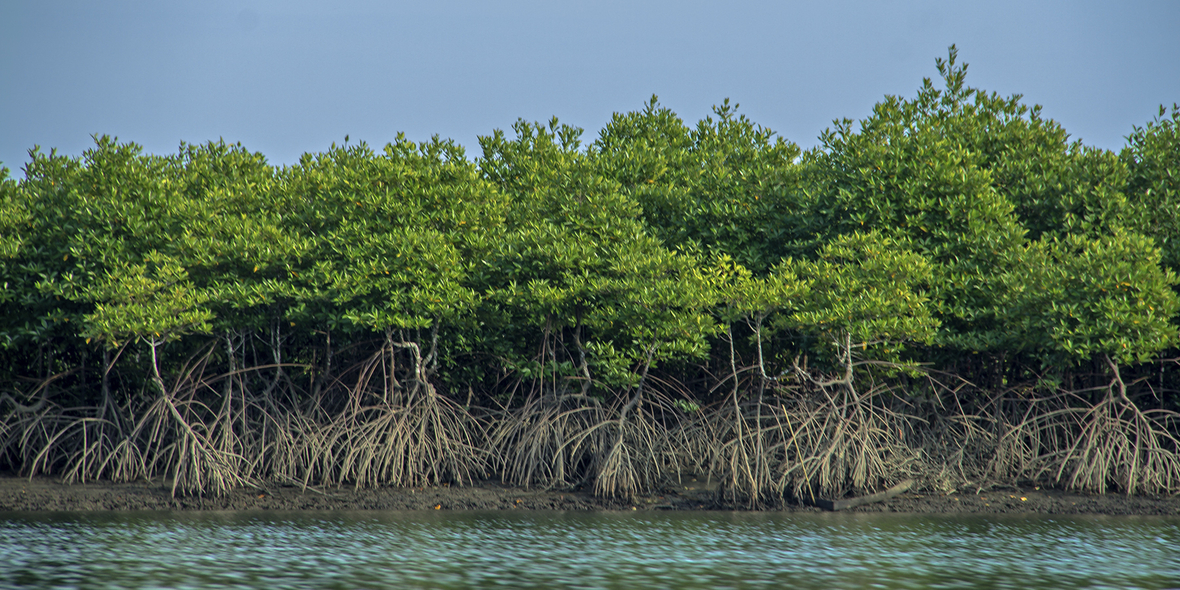 Auf zu neuen Ufern – mit Mangroven-Patenschaften gegen die Klimaerwärmung