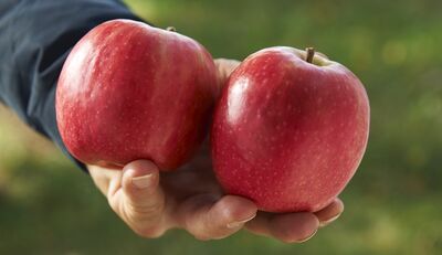 Pink Lady Äpfel: Nachhaltig vom Baum bis zum Verbraucher