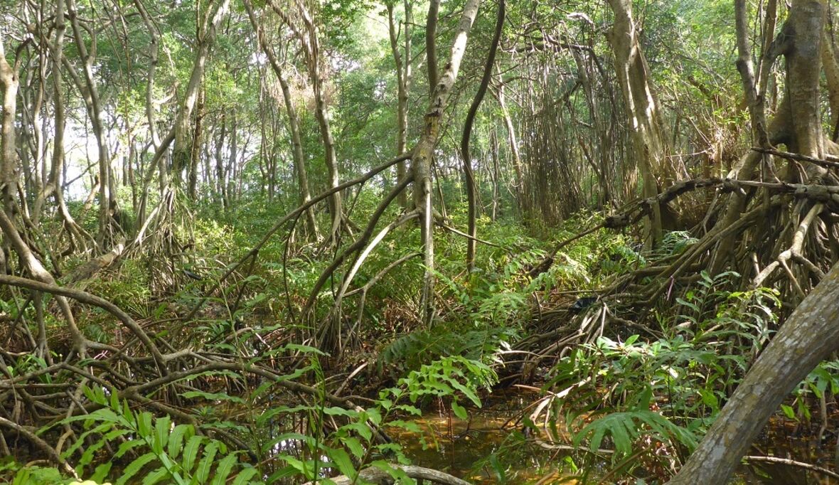 Ökosystem-Design zum Mangrovenschutz