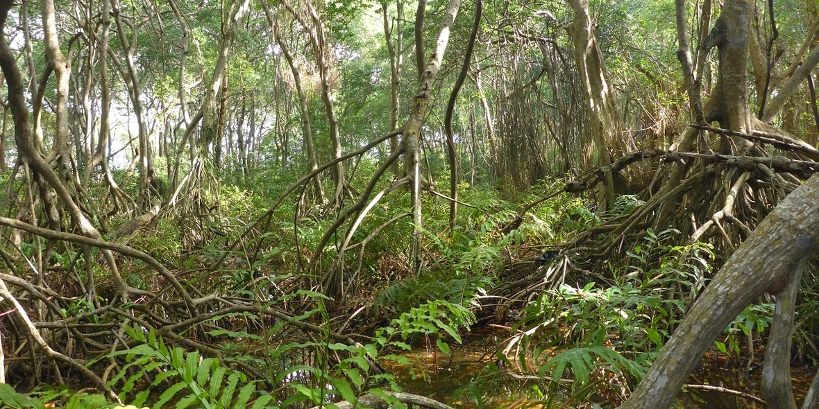 Ökosystem-Design zum Mangrovenschutz