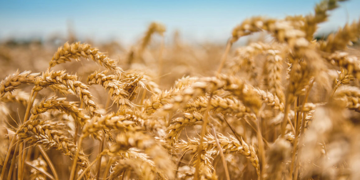 Regionale Agrarrohstoffe für eine bessere Umweltverträglichkeit