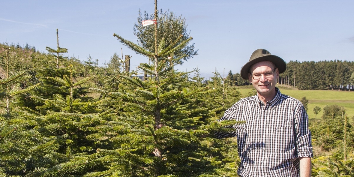 Weihnachtsbaumkauf: Was ökologisch sinnvoll ist