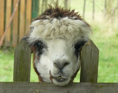 Textilien ohne Tierleid: Shopping-Ratgeber für die Weihnachtszeit