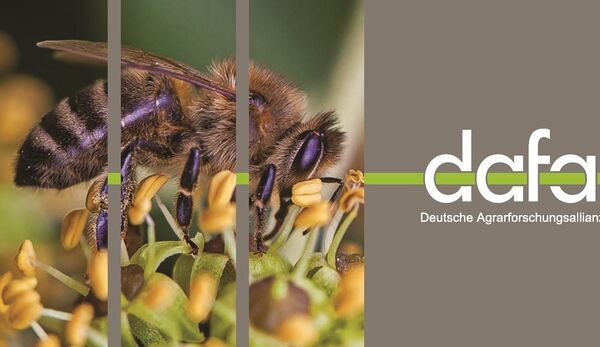 Bienen und Landwirtschaft: Synergien erforschen, Lösungen entwickeln