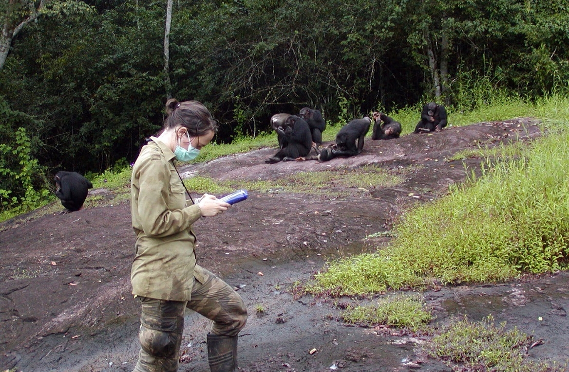 Studien haben gezeigt, dass Langzeitforschungsprojekte einen wirksamen Schutz für Primatenpopulationen bieten. Schimpansen (Pan troglodytes verus) im Taï-Nationalpark, Elfenbeinküste.