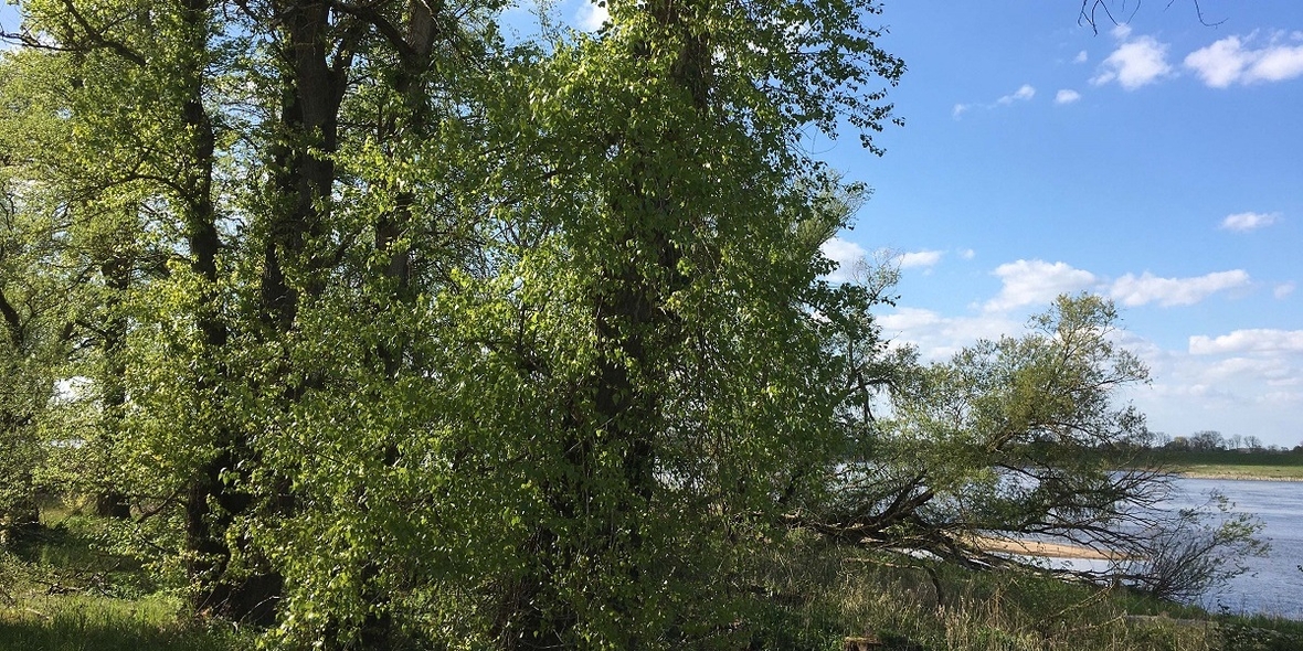 Mehr Aufmerksamkeit für bedrohte Hartholz-Auenwälder