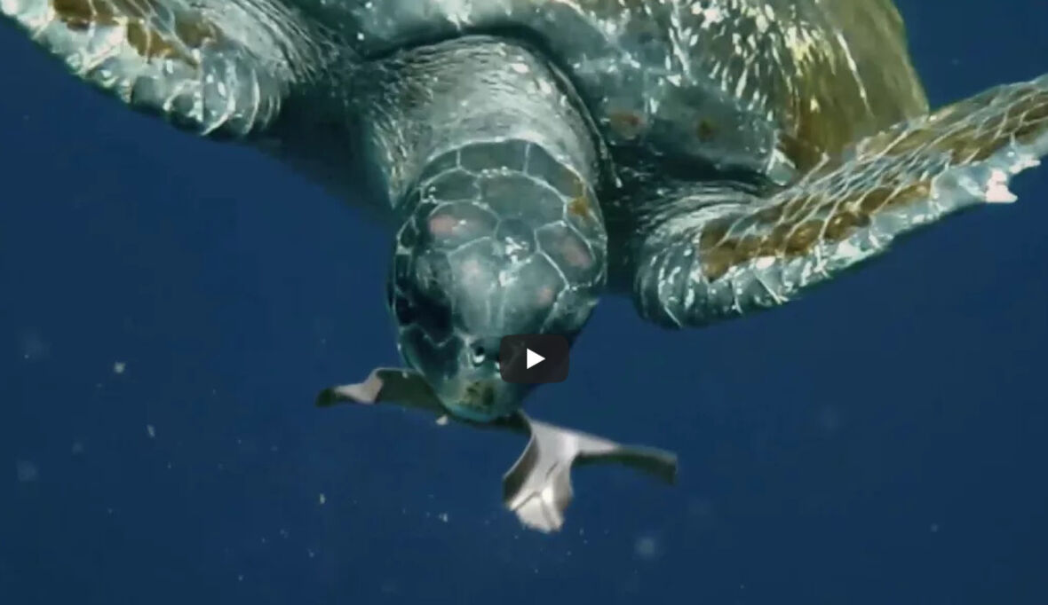 Grüne Innovationen für eine glücklichere Umwelt