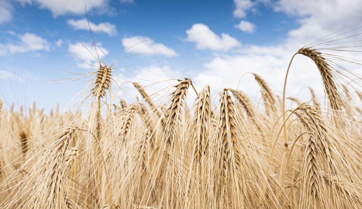 Globale Nahrungsmittelproduktion bedroht das Klima