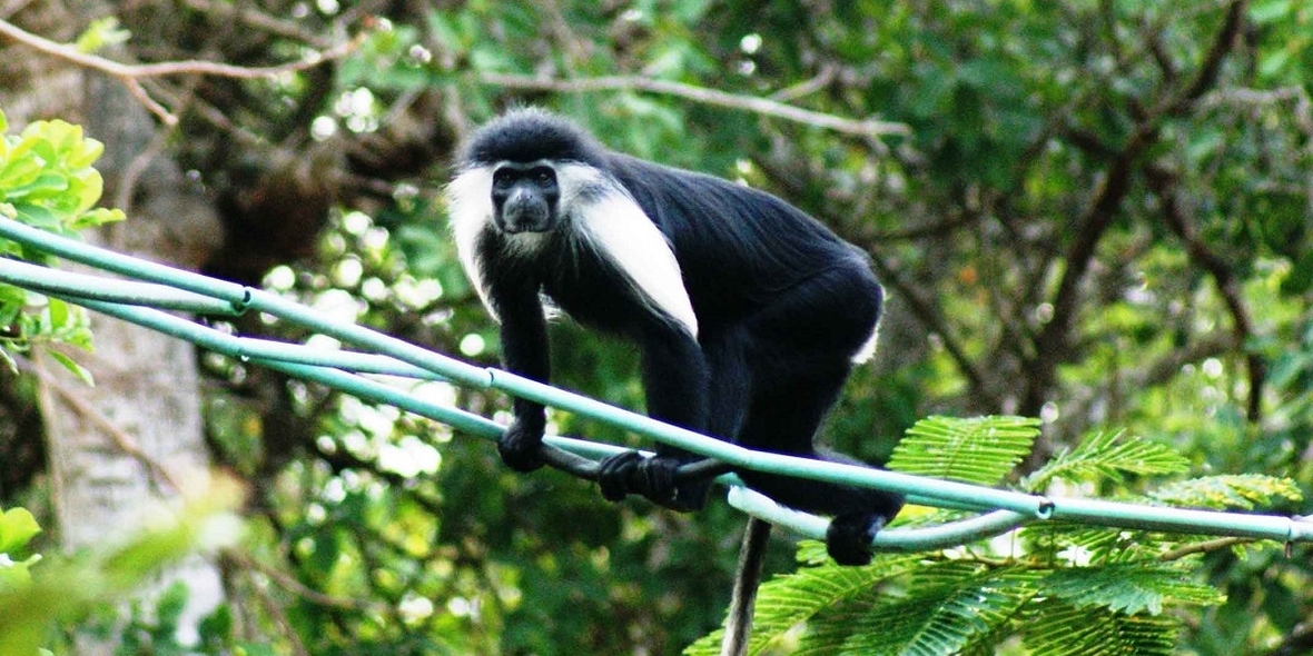 Schutzmaßnahmen für Primaten: zu wenig Studien über Wirksamkeit