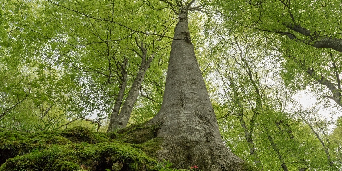 Wie retten wir Europas letzte Urwälder?