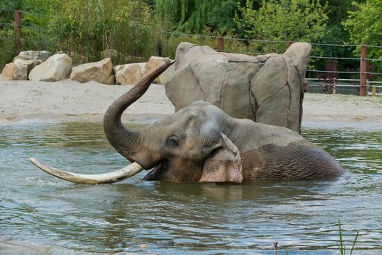 Elefantenbulle Alexander