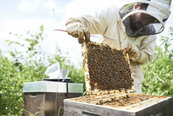 Imker mit Bienen