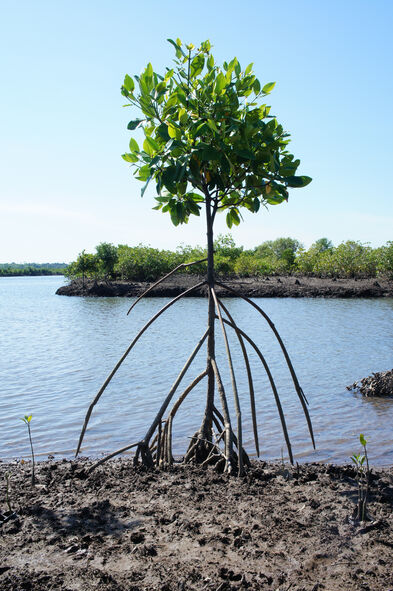 Bislang wurden 5,1 Millionen Mangroven-Bäume neu gepflanzt und gerettet. 
