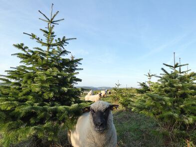 Schafe in Weihnachtsbaumkultur