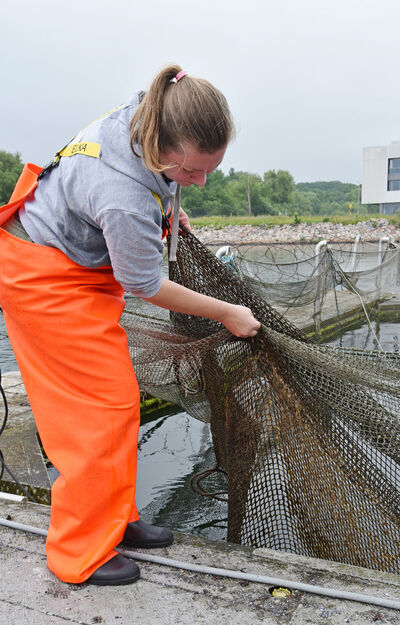Alle paar Tage muss Fischzüchterin Dr. Yvonne Rößner die Organismen von den Netzen entfernen.