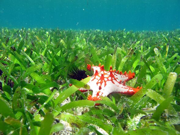 Vor Sansibar finden sich noch weitgehend gesunde Seegraswiesen 