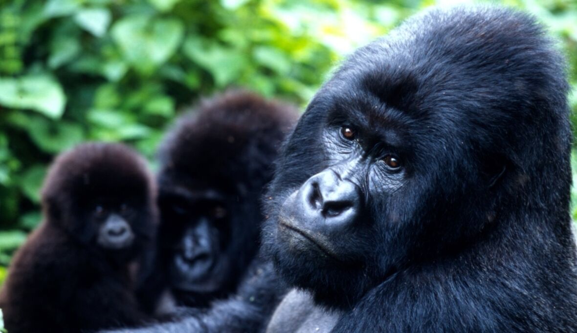 WWF Living Planet Report: Tierbestände auf dem Tiefpunkt
