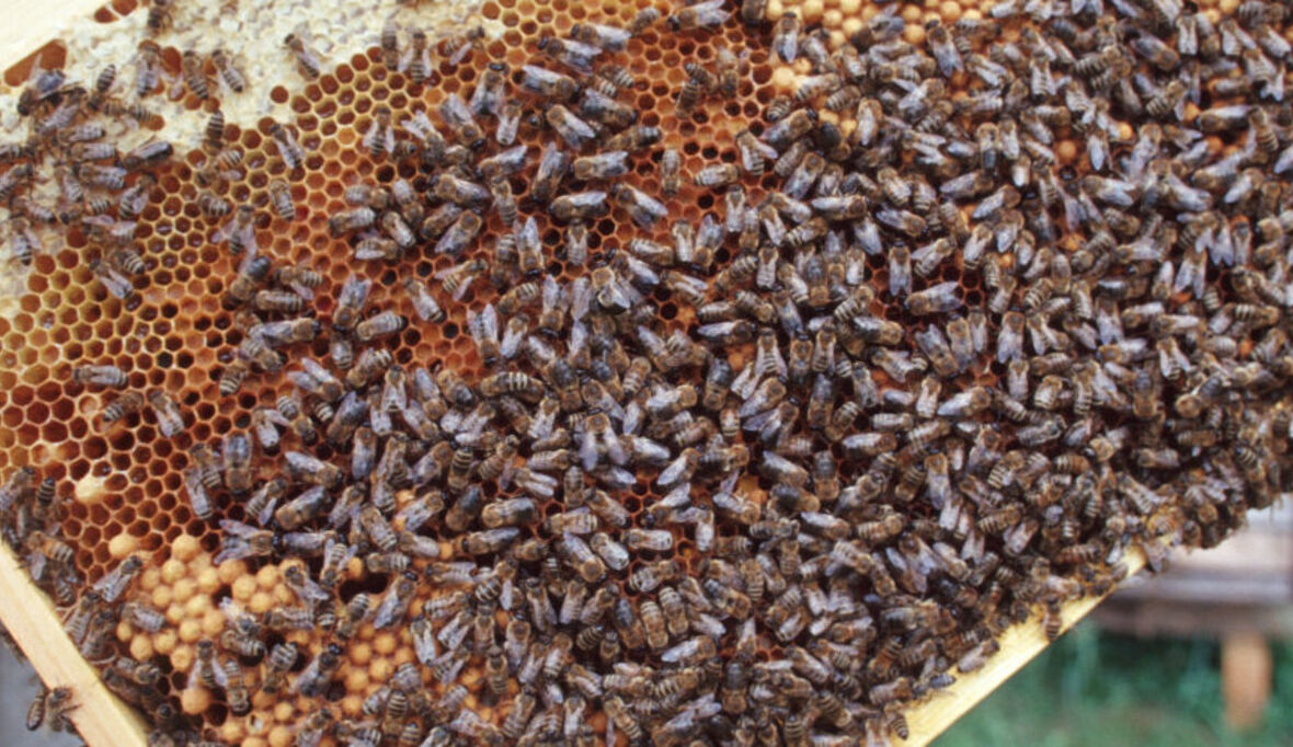 Honigbienen-Vielfalt wird erstmals deutschlandweit untersucht