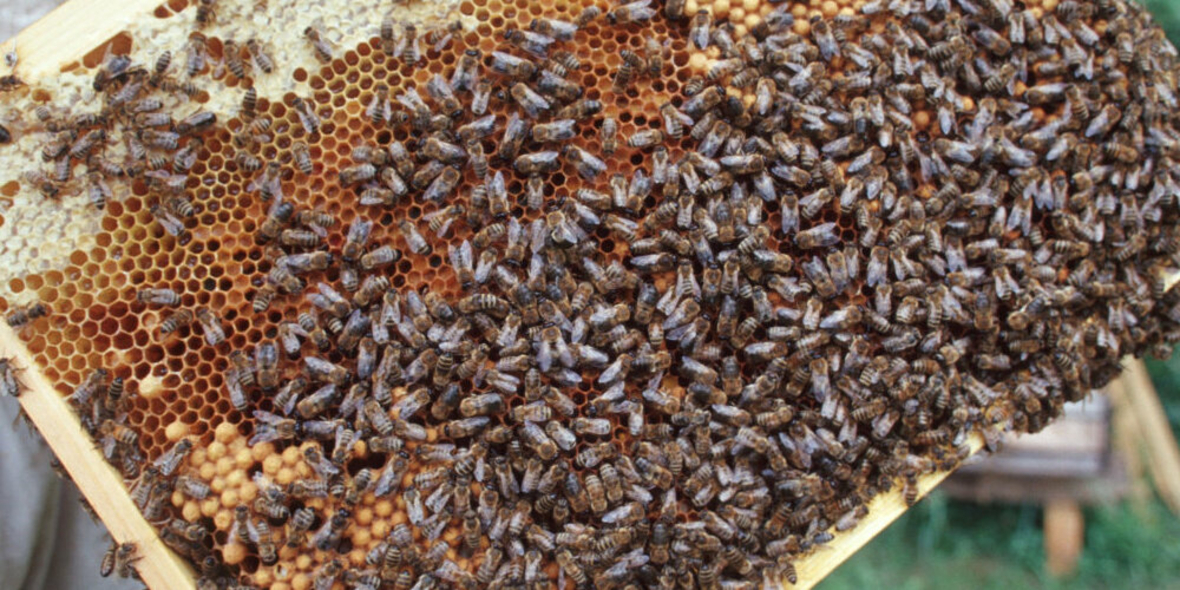 Honigbienen-Vielfalt wird erstmals deutschlandweit untersucht