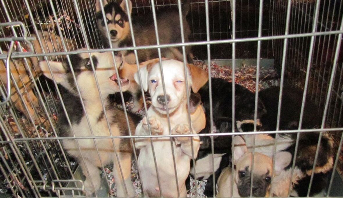 Aufklärungskampagne zum illegalen Welpenhandel