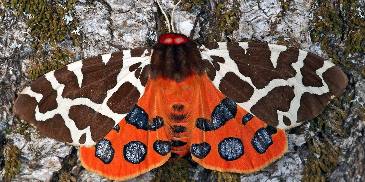 Brauner Bär ist Schmetterling des Jahres 2021