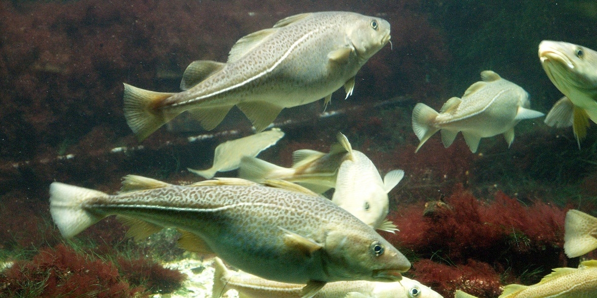 Fischbeständen in der westlichen Ostsee droht Kollaps