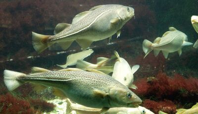 Fischbeständen in der westlichen Ostsee droht Kollaps