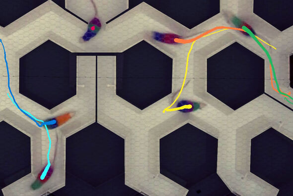 Die Forschenden entwickelten eine automatische Video-Tracking-Software, mit deren Hilfe die Bewegungsmuster der Ratten im Labyrinth nachvollzogen werden konnten. 