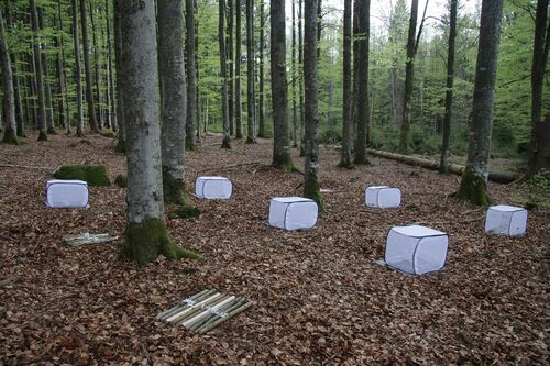 Experiment mit Totholz im Nationalpark Bayerischer Wald: Ein Teil der Holzstücke liegt in Kaefigen, um Insekten fernzuhalten.
