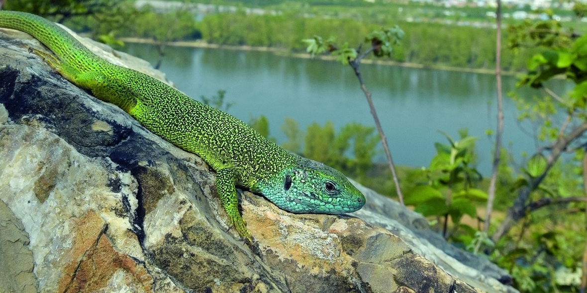 Amphibien und Reptilien in der Großstadt