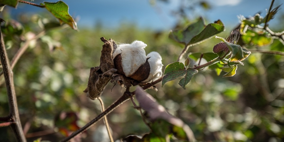 Der ökologische Fußabdruck der Cotton made in Africa-Baumwolle