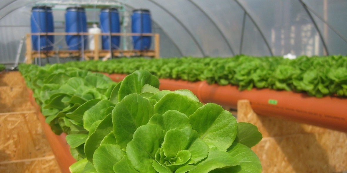 Gemüseproduktion mit wieder verwendetem Wasser