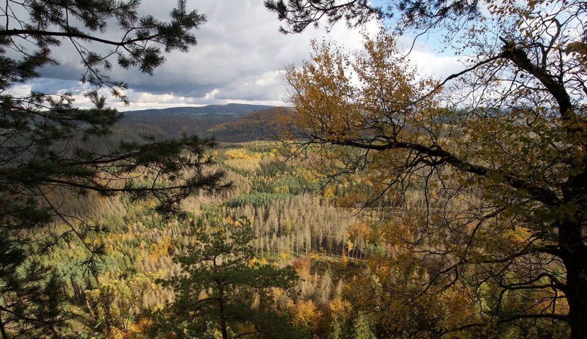 Ozon setzt Wälder unter Stress