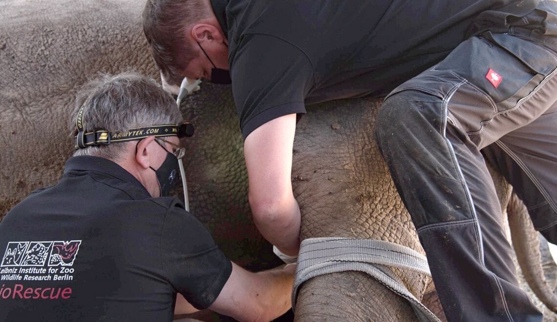 Covid-19 vs. Naturschutz: Herausforderungen im BioRescue