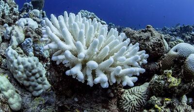 Korallen verhungern, noch bevor sie bleichen