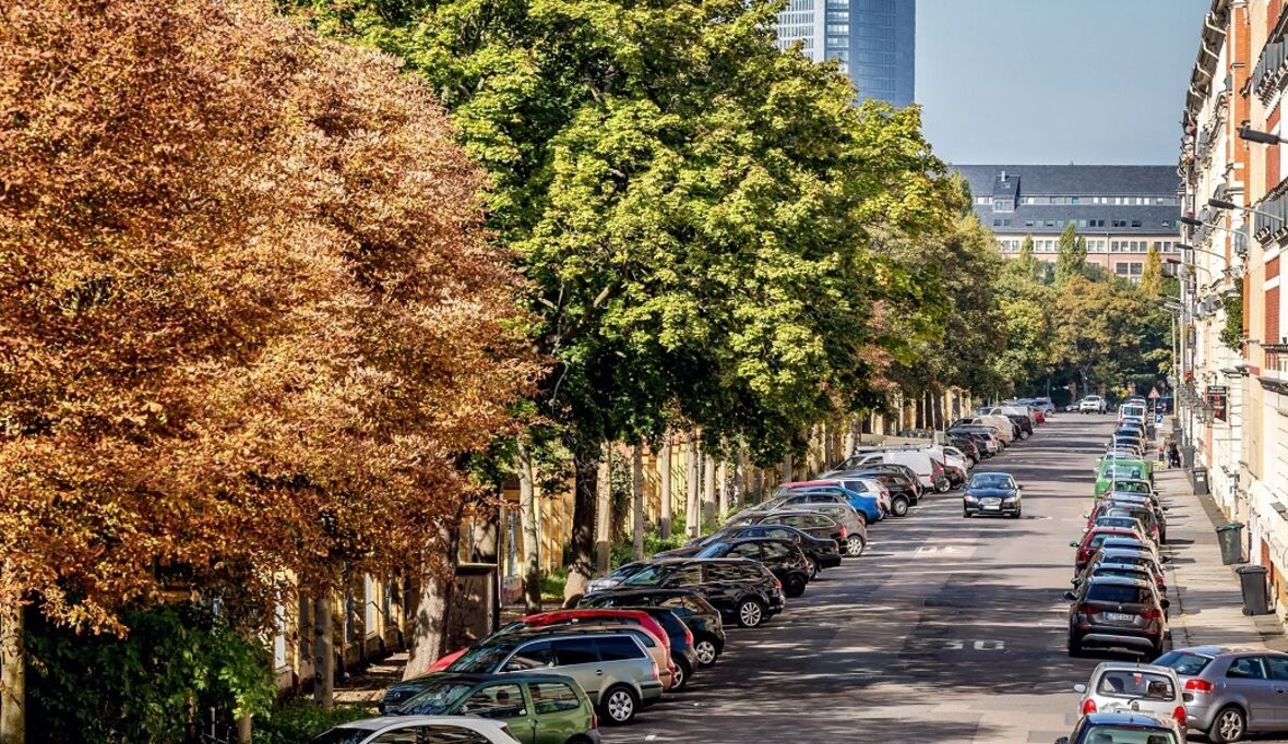 Straßenbäume als Mittel gegen Depressionen