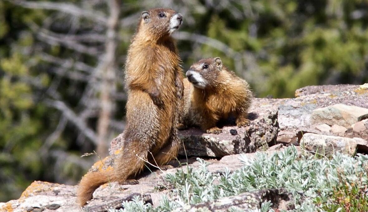 Klimawandel: Auswirkungen auf Säugetiere sind kaum vorhersehbar