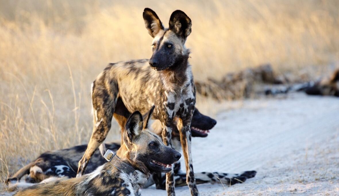 Afrikanische Wildhunde als Botschafter für KAZA-Schutzgebiet