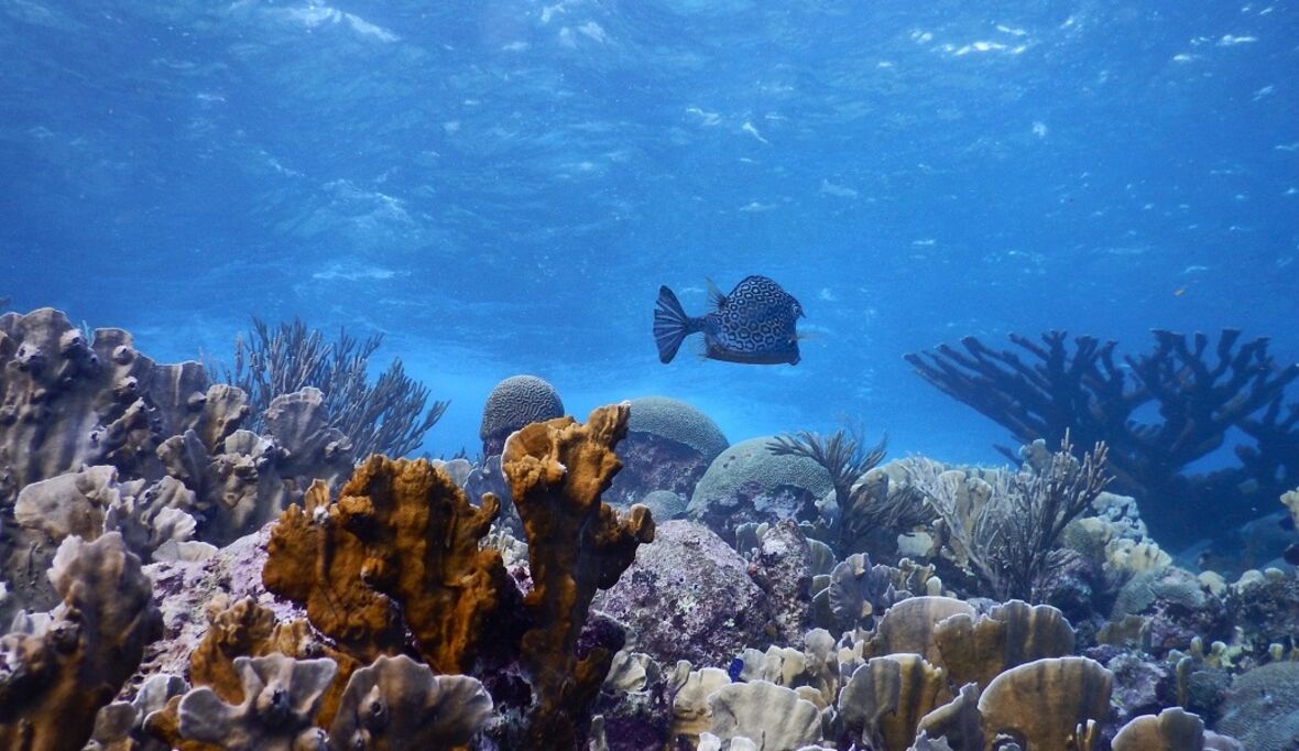 Korallen – Zeugen des Klimawandels