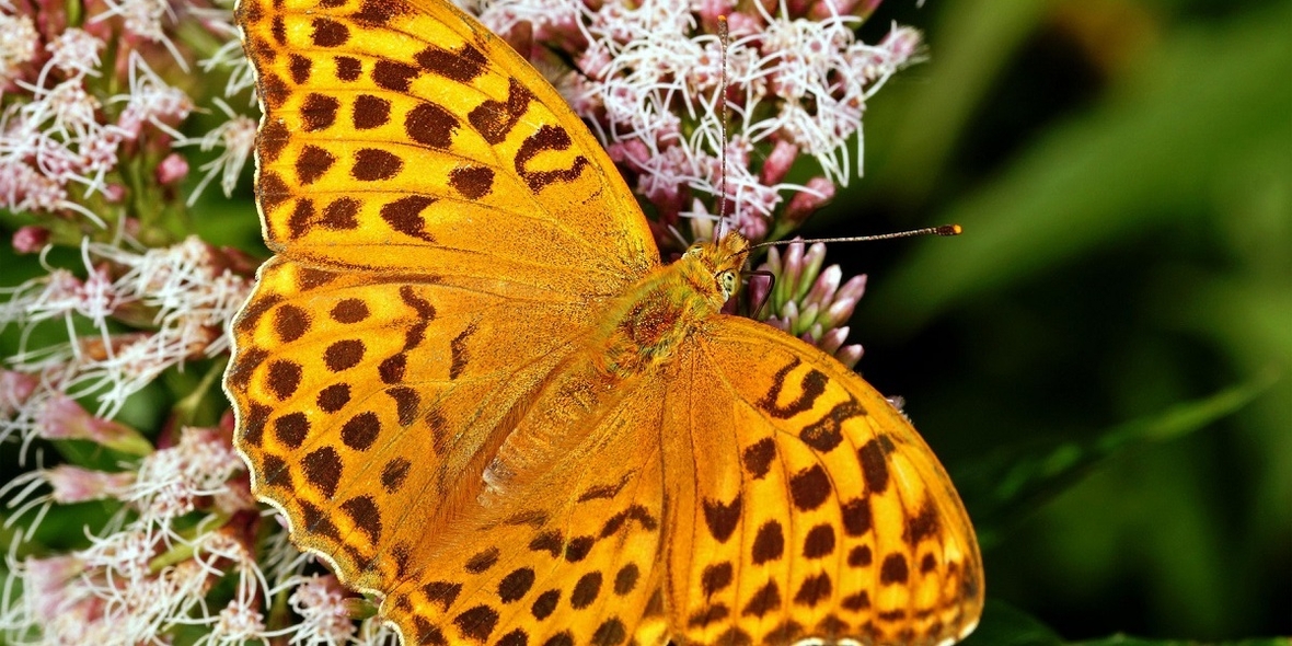 Kaisermantel ist Schmetterling des Jahres 2022