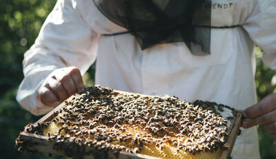 KAISER+KRAFT engagiert sich erneut für den Schutz der Bienen