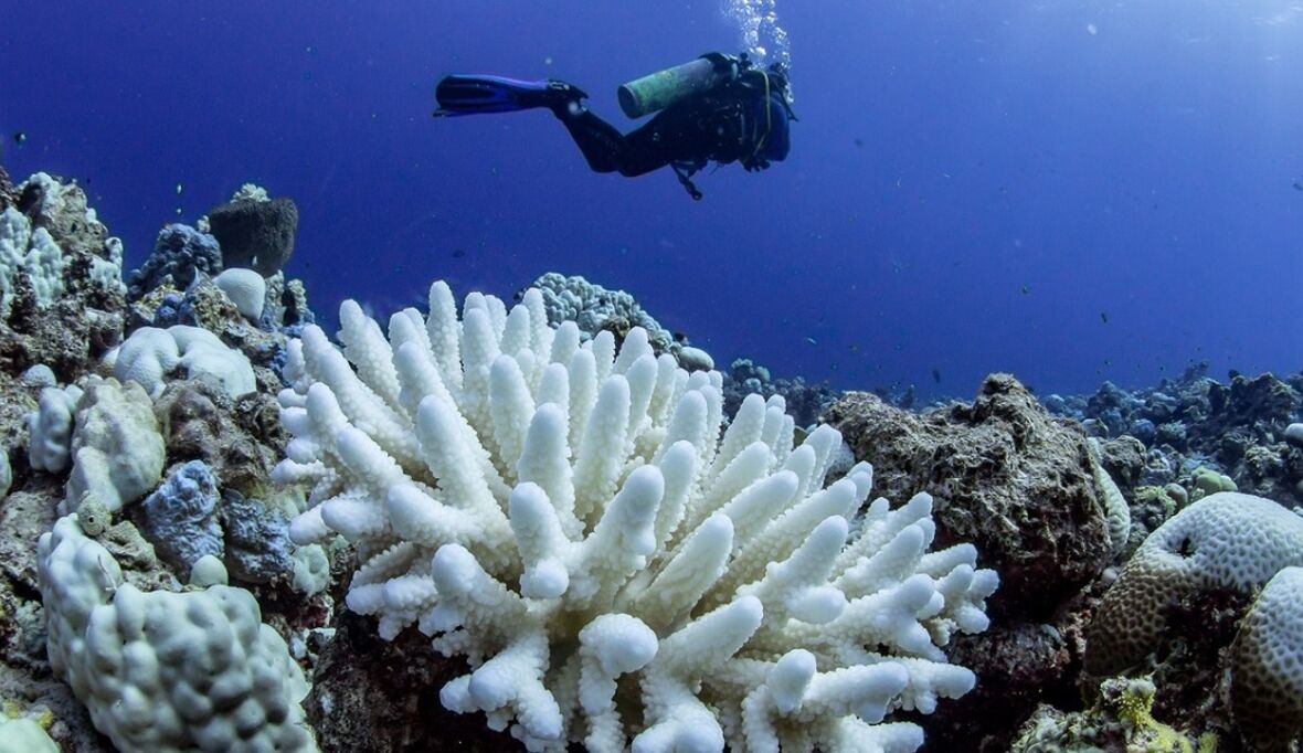 Korallenriffe effektiver vor dem Klimawandel schützen