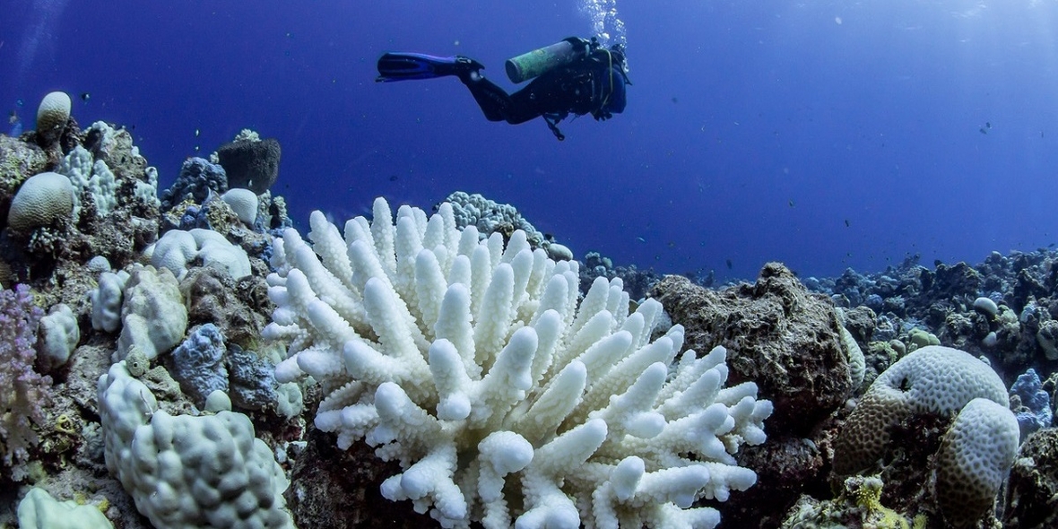 Korallenriffe effektiver vor dem Klimawandel schützen