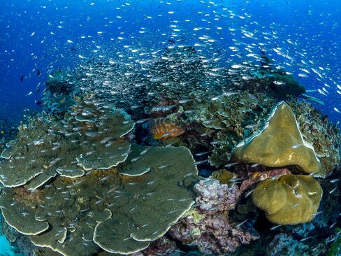 In gesunden Korallenriffen wimmelt es von Leben und das Hin und Her gleicht einer Großstadt im Hauptverkehr. Rund 30 Prozent aller mariner Arten sind an das Vorhandensein von Korallenriffen gebunden, die durch den Einfluss des Klimawandels stark dezimiert werden.