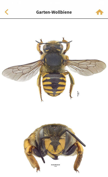 Screenshot aus der App „Wildbienen Id BienABest“